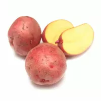 Картофель семенной розара