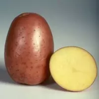 Картофель сорта беллароза