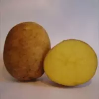 Картофель сорта зекура